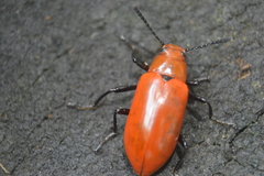 Strongylium hoepfneri