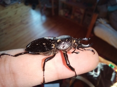 Streptocerus speciosus