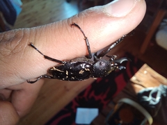 Streptocerus speciosus