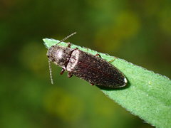 Dixicollis divaricatus