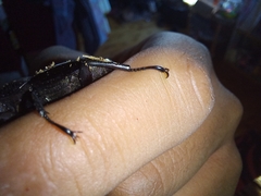 Streptocerus speciosus