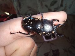 Streptocerus speciosus