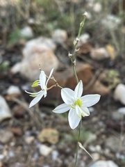 Chlorophytum galpinii matabelense