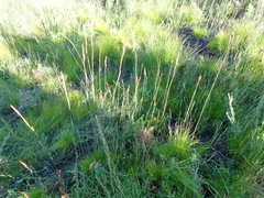 Thamnochortus glaber