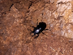 Streptocerus speciosus