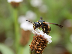 Euodynerus crypticus