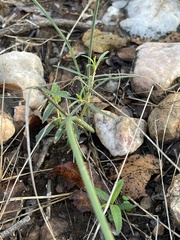 Chlorophytum galpinii matabelense