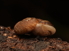 Tasmaphena