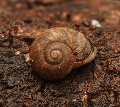 Tasmaphena