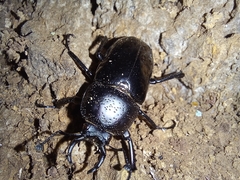 Streptocerus speciosus