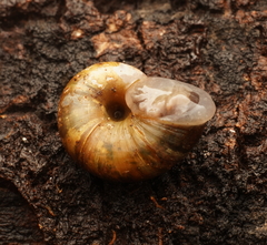 Tasmaphena