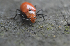 Strongylium hoepfneri