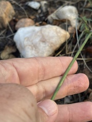 Chlorophytum galpinii matabelense