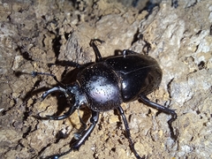 Streptocerus speciosus