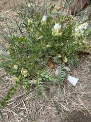 Oxytropis caespitosa