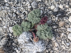 Cymopterus cinerarius