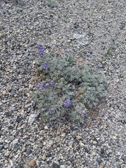 Lupinus duranii
