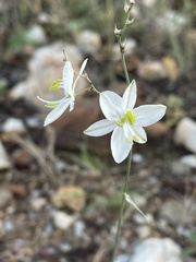 Chlorophytum galpinii matabelense