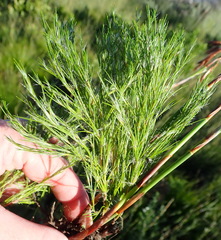 Thamnochortus glaber