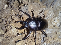 Streptocerus speciosus