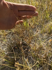 Amphiscirpus nevadensis