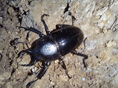 Streptocerus speciosus