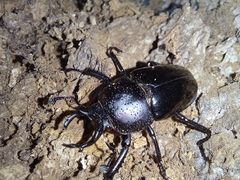 Streptocerus speciosus