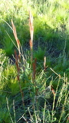 Thamnochortus glaber