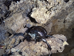 Streptocerus speciosus