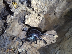 Streptocerus speciosus