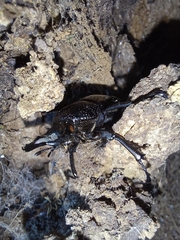 Streptocerus speciosus