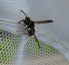 Gymnomerus laevipes