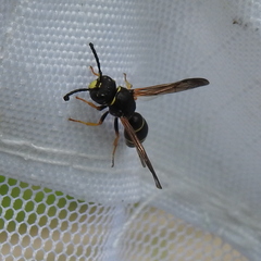 Gymnomerus laevipes