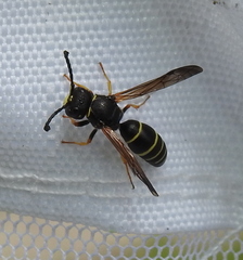 Gymnomerus laevipes