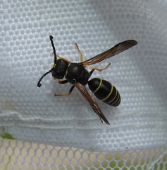 Gymnomerus laevipes