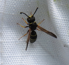 Gymnomerus laevipes