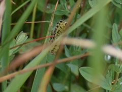 Zygaena filipendulae