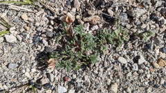 Astragalus monoensis
