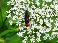 Chrysogaster solstitialis