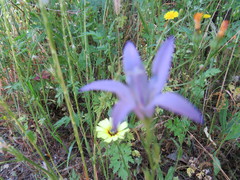 Campanula lusitanica