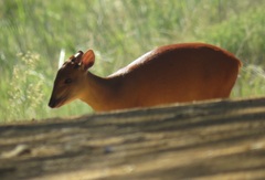 Cephalophorus natalensis natalensis