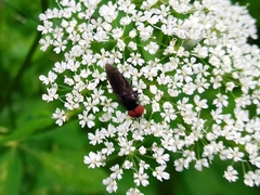 Chrysogaster solstitialis