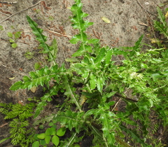 Cirsium arvense arvense