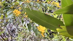 Hypericum geminiflorum