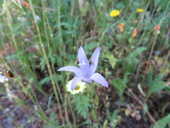 Campanula lusitanica