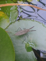 Laccotrephes japonensis