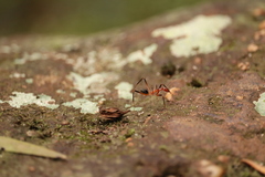 Leptomyrmex cnemidatus
