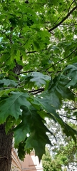 Quercus rubra