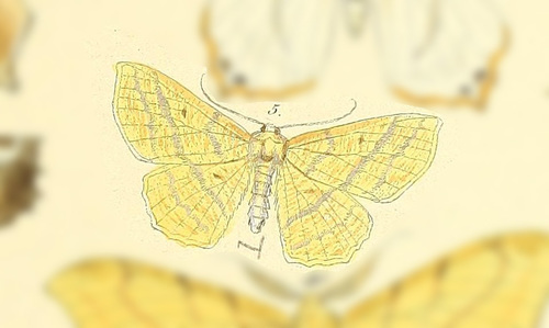 Sabulodes atropesaria