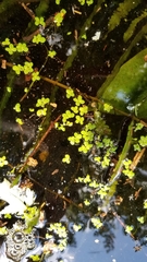 Lemna aequinoctialis